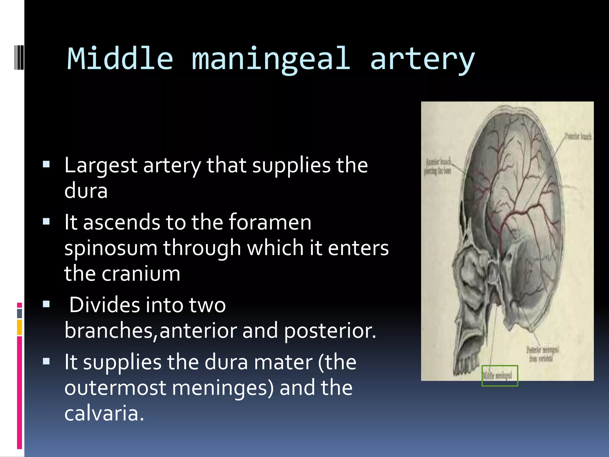 Blood supply of head and neck | PPTX