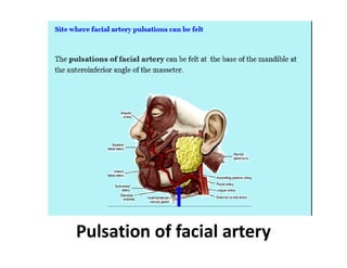 Pulse In Head Blood supply of head & neck | PDF