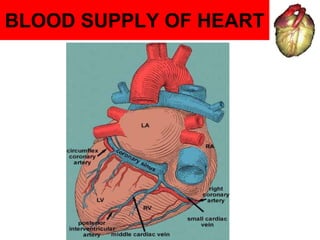 BLOOD SUPPLY OF HEART
 