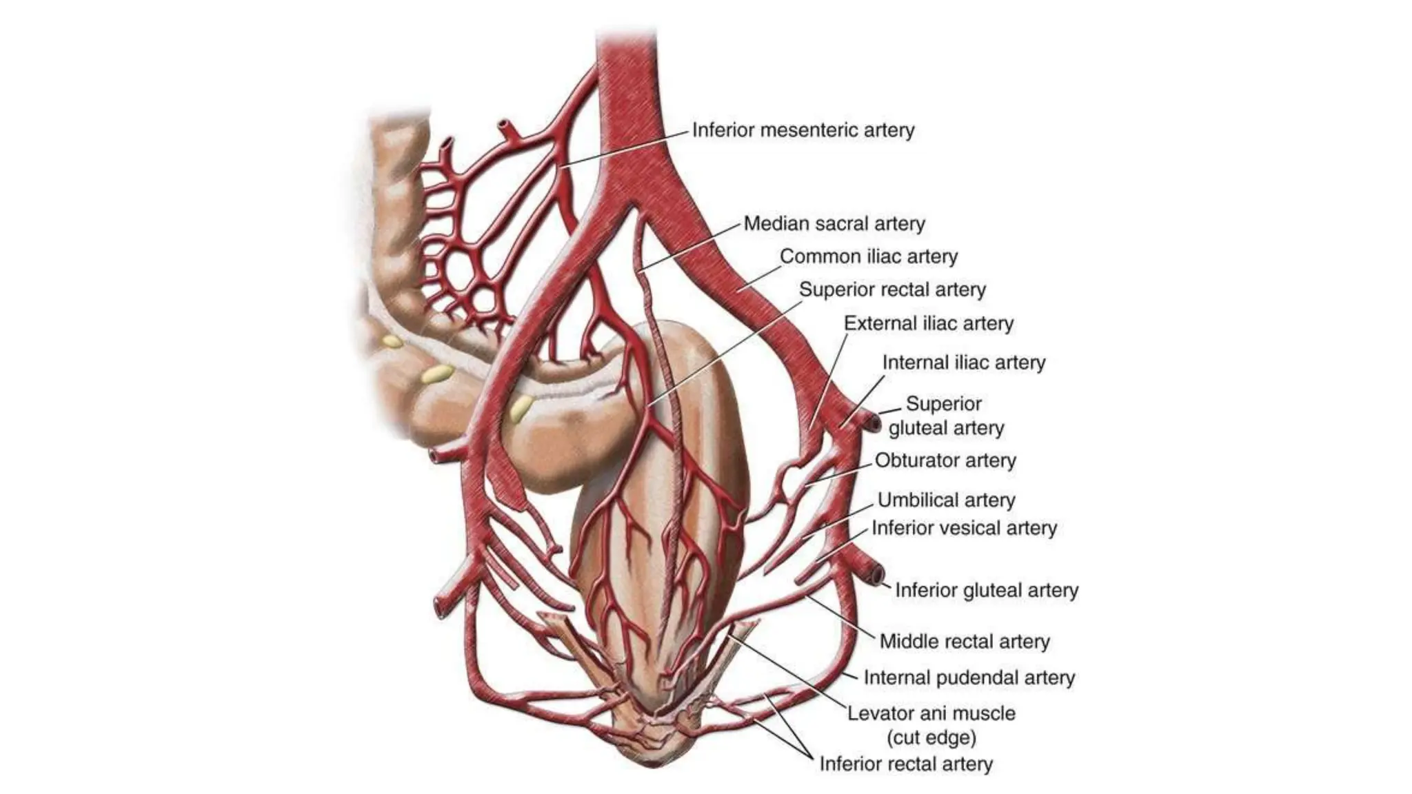 Arterial Supply and Venous Drainage of Pelvis.pptx