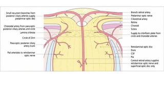 Blood supply of retina, optic nerve head | PPTX