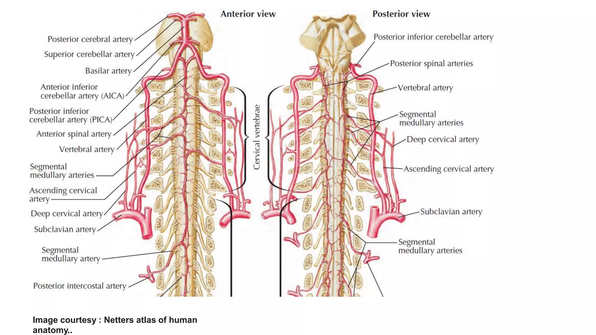 Blood supply of spinal cord | PPTX