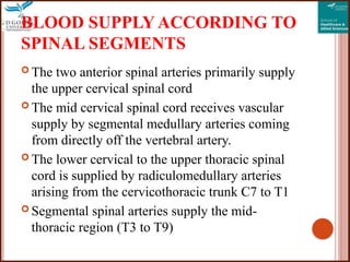 Blood supply of spinal cord how the blood travel | PPTX