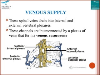 Blood supply of spinal cord how the blood travel | PPTX