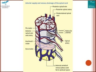 Blood supply of spinal cord how the blood travel | PPTX