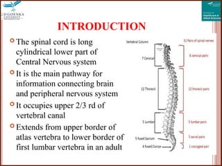 Blood supply of spinal cord how the blood travel | PPTX