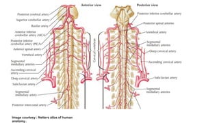Blood supply of spinal cord | PPTX
