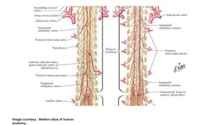 Blood supply of spinal cord | PPTX