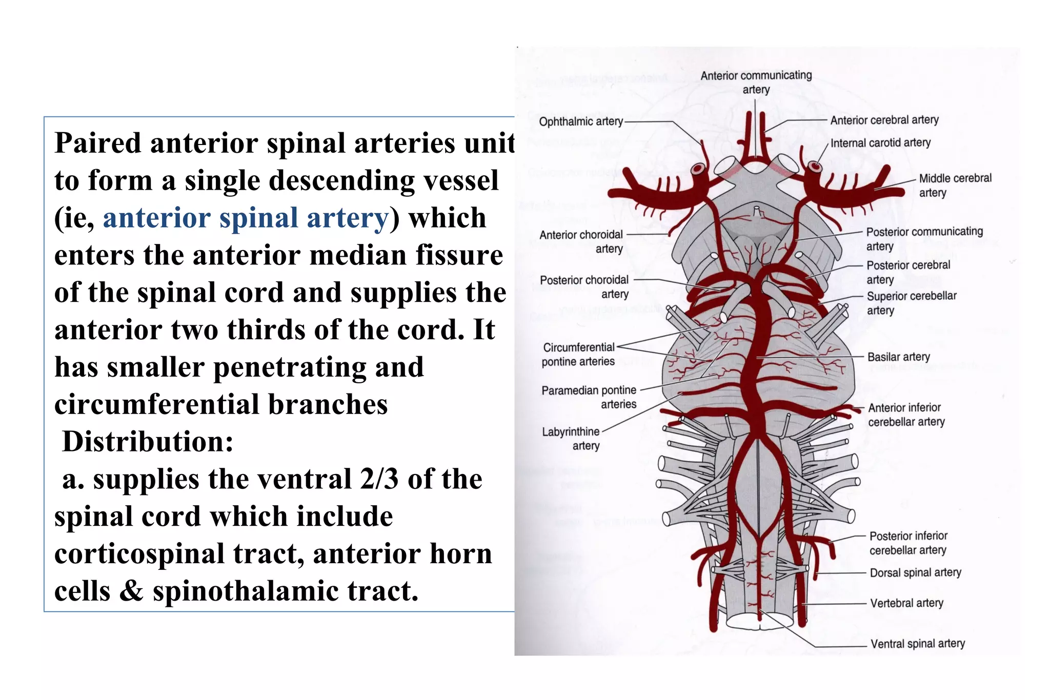 BLOOD SUPPLY OF SPINAL CORD | PPT