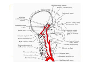 Blood supply of the brain | PDF