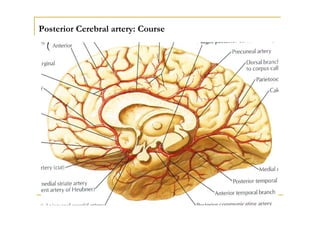 thalamusthalamus
Cerebral
peduncle
Cerebral
peduncle
Geniculate
bodies
Geniculate
bodies
Posterior Cerebral Artery: Centra...