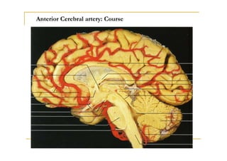 The lateral surface of the left cerebral hemisphere, showing the areas supplied by the cerebral arteries.. In these figure...