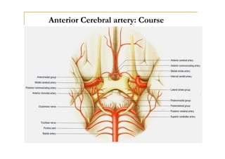 Middle Cerebral Artery
Important functional areas supplied by the Cortical brs
 