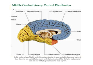 Choroidal Arteries
The Anterior Choroidal A.: from the Internal
Carotid A.
The Posterior Choroidal A.: from the posterior
...