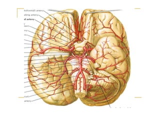 Branches of vertebral artery
 
