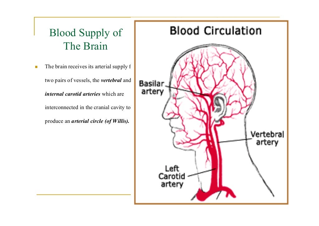 Blood supply of the brain
