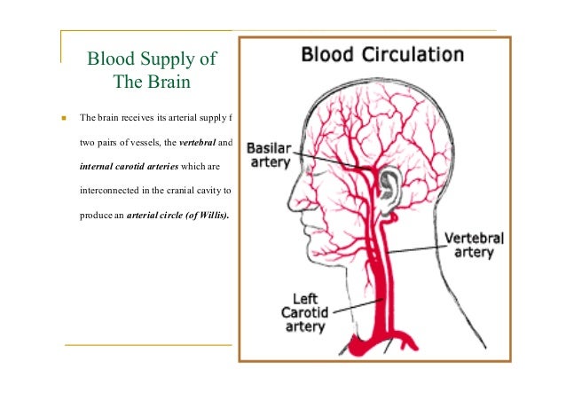 brain blood supply diagram blood supply to the brain pictures to pin on brain blood supply diagram blood supply to the brain pictures to pin on