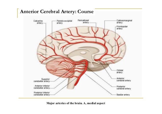 Blood supply of the brain
