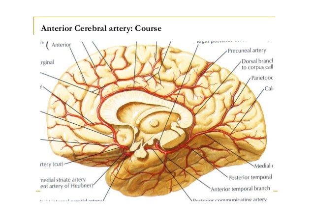 Blood supply of the brain