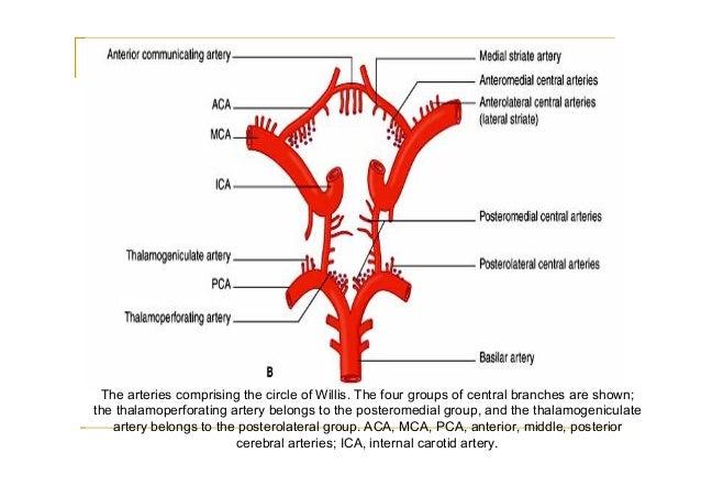 brain blood supply diagram blood supply of the brain brain blood supply diagram blood supply of the brain