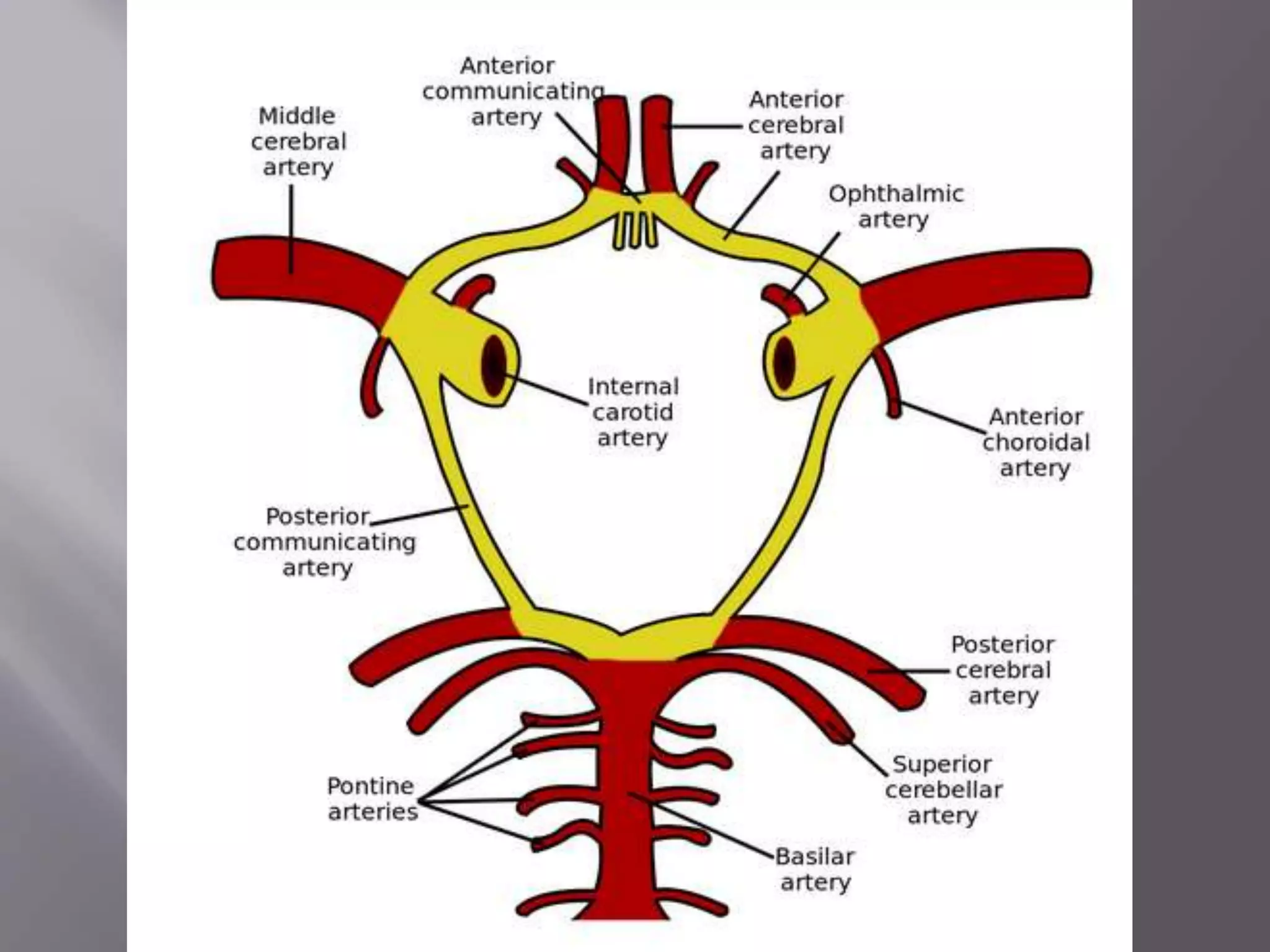 Blood supply of the brain, neuro anatomy . | PPTX