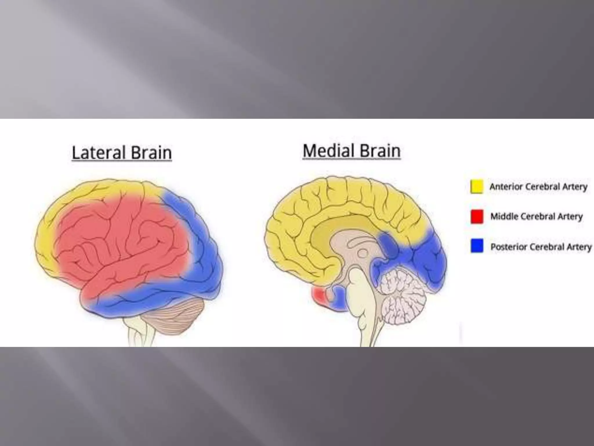 Blood supply of the brain, neuro anatomy . | PPTX