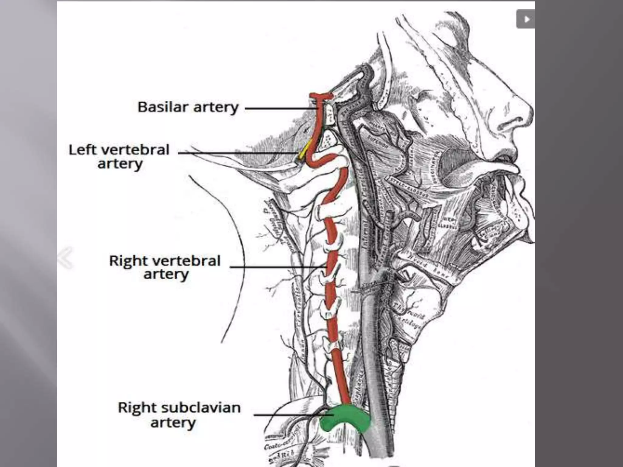 Blood supply of the brain, neuro anatomy . | PPTX