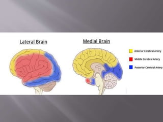 Blood supply of the brain, neuro anatomy . | PPTX
