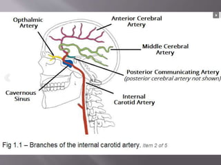 Blood supply of the brain, neuro anatomy . | PPTX