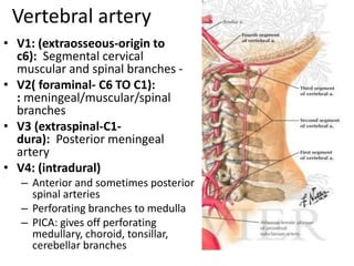 Vertebral artery
• V1: (extraosseous-origin to
c6): Segmental cervical
muscular and spinal branches -
• V2( foraminal- C6 ...