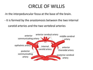 perforating arteries from the circle of
Willis or from vessels near
• four principal groups
1.anteromedial group-the optic...