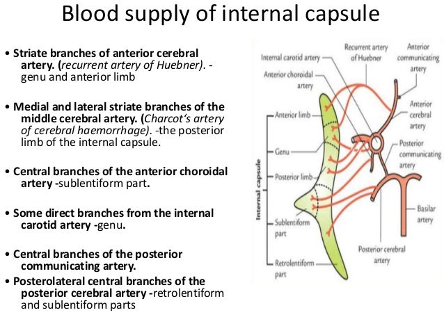 Blood Supply Of The Brain