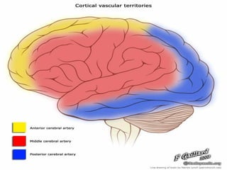 Blood supply of the brain | PDF