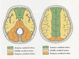 Blood supply of the brain | PDF