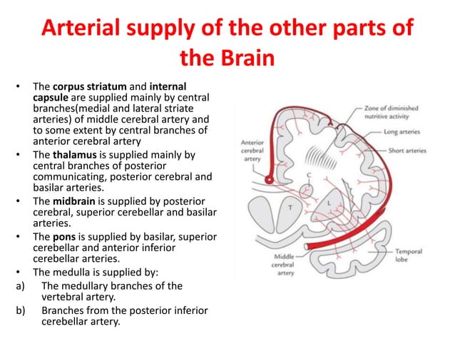 Blood supply of the brain | PPTX