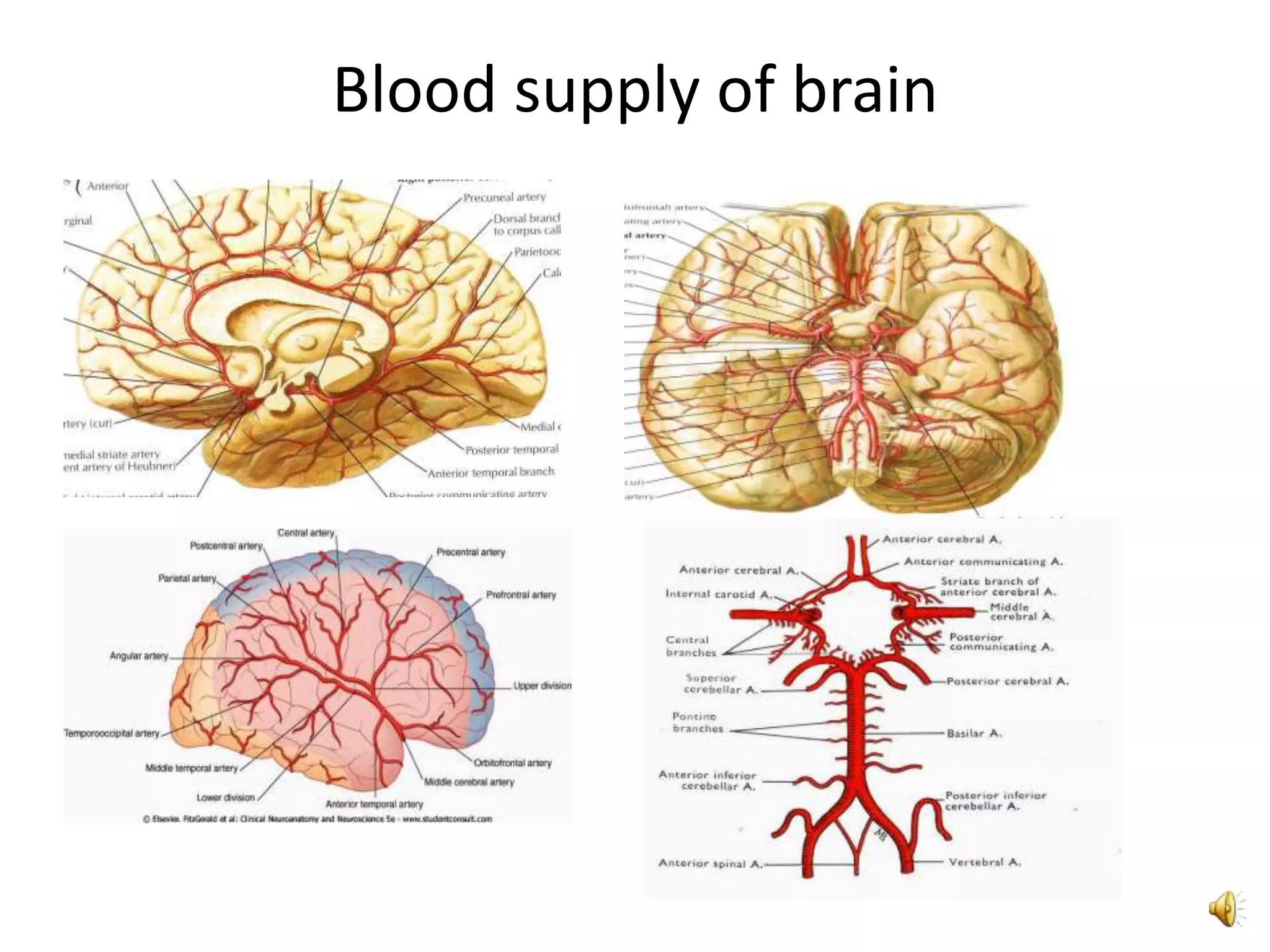 Blood supply of the brain | PPTX