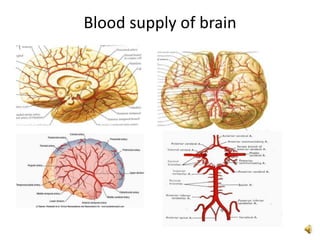 Blood supply of the brain | PPTX