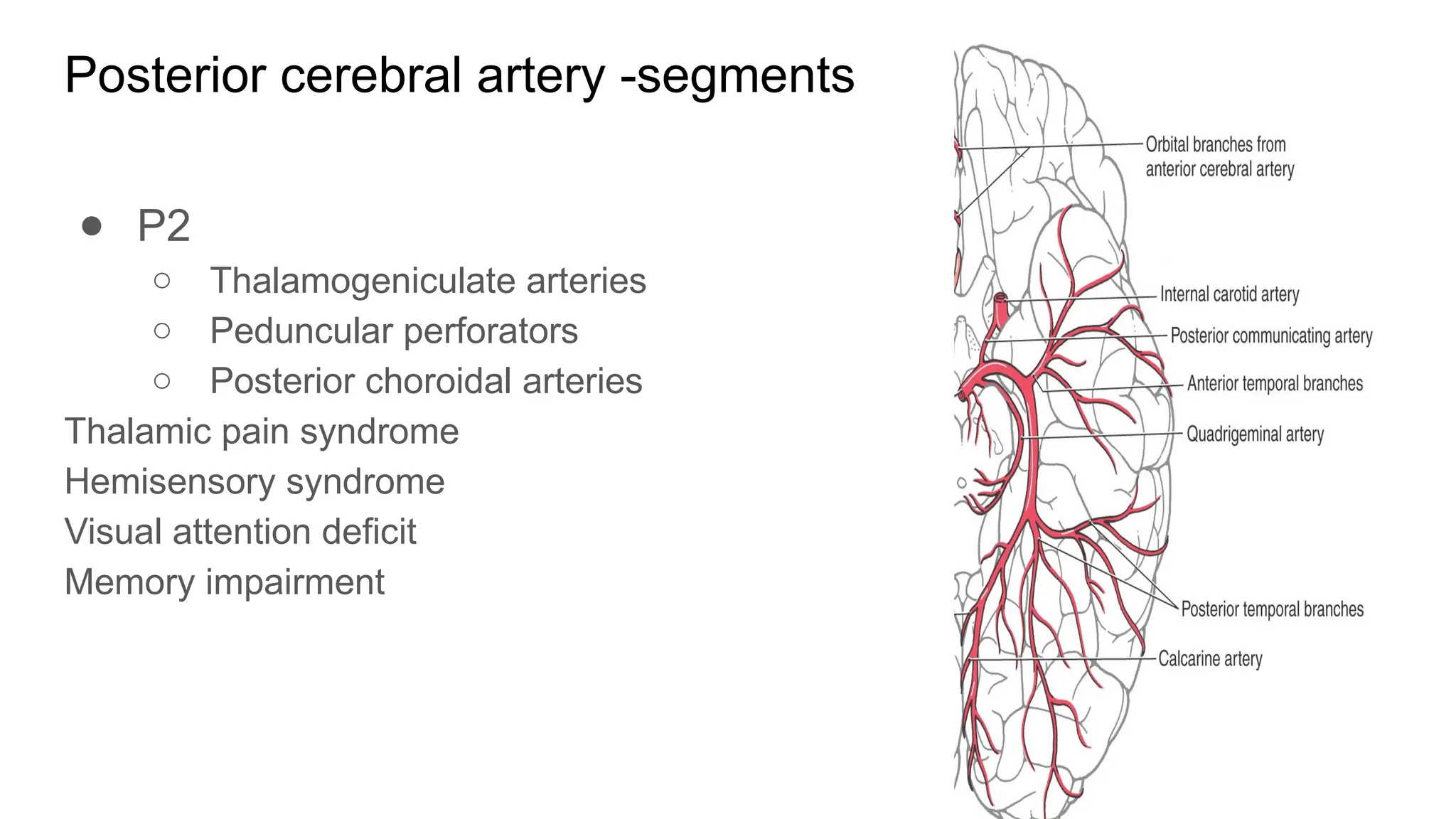 Blood Supply of the Brain and Meninges final (1).pptx