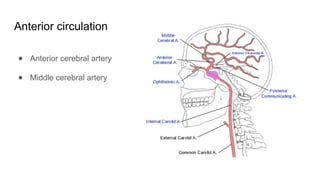 Blood Supply of the Brain and Meninges final (1).pptx