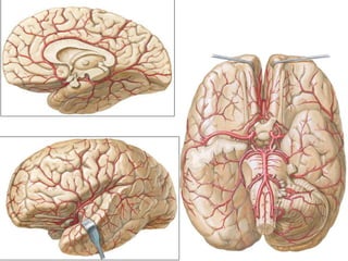 blood supply of the brain physiotherapy.pptx