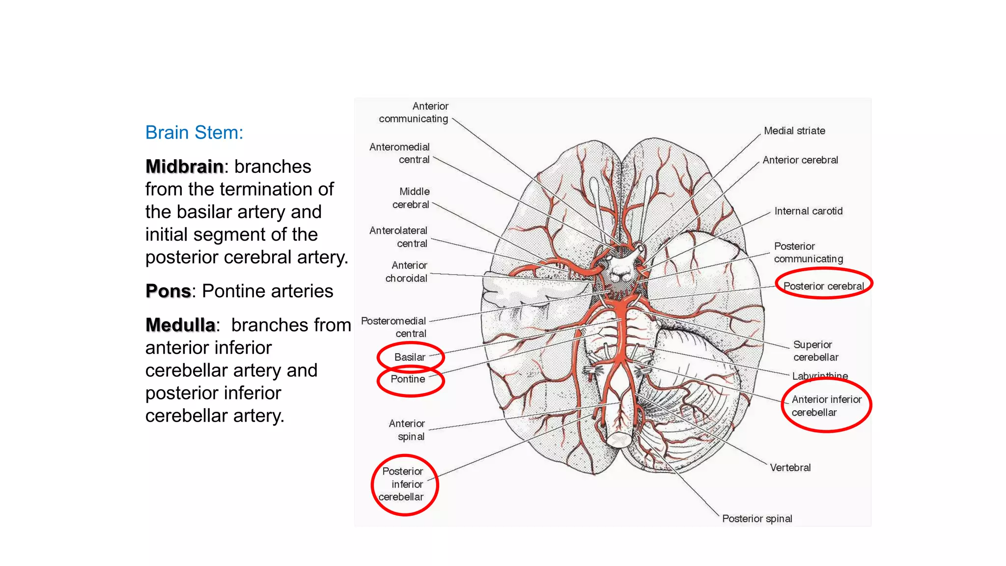 Blood supply of the brain & spinal cord cns- | PPTX