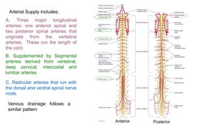 Blood supply of the brain & spinal cord cns- | PPTX