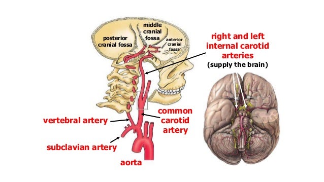 brain and spinal cord
