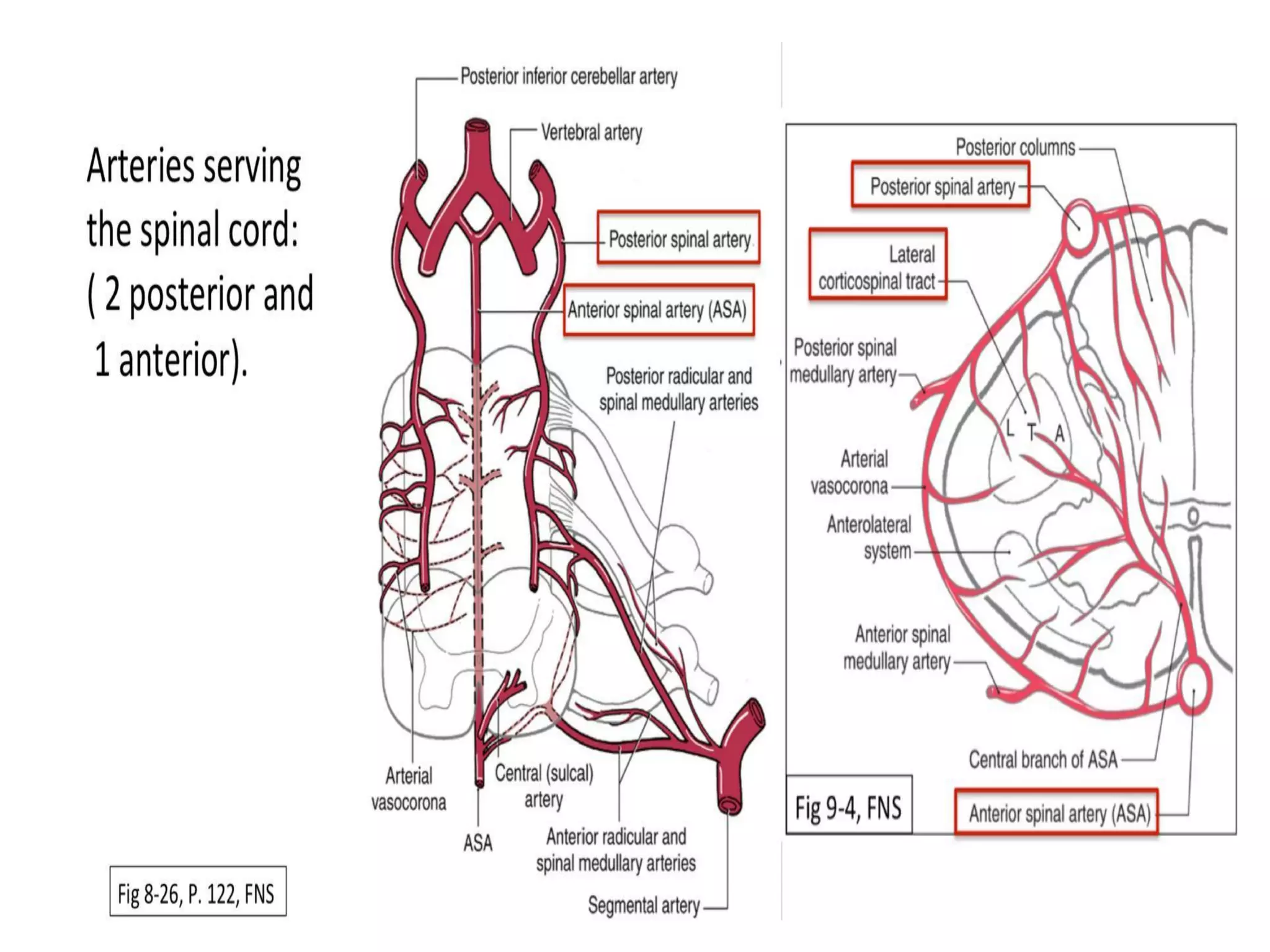 Blood supply of the brain & spinal cord by dr sarwar | PDF