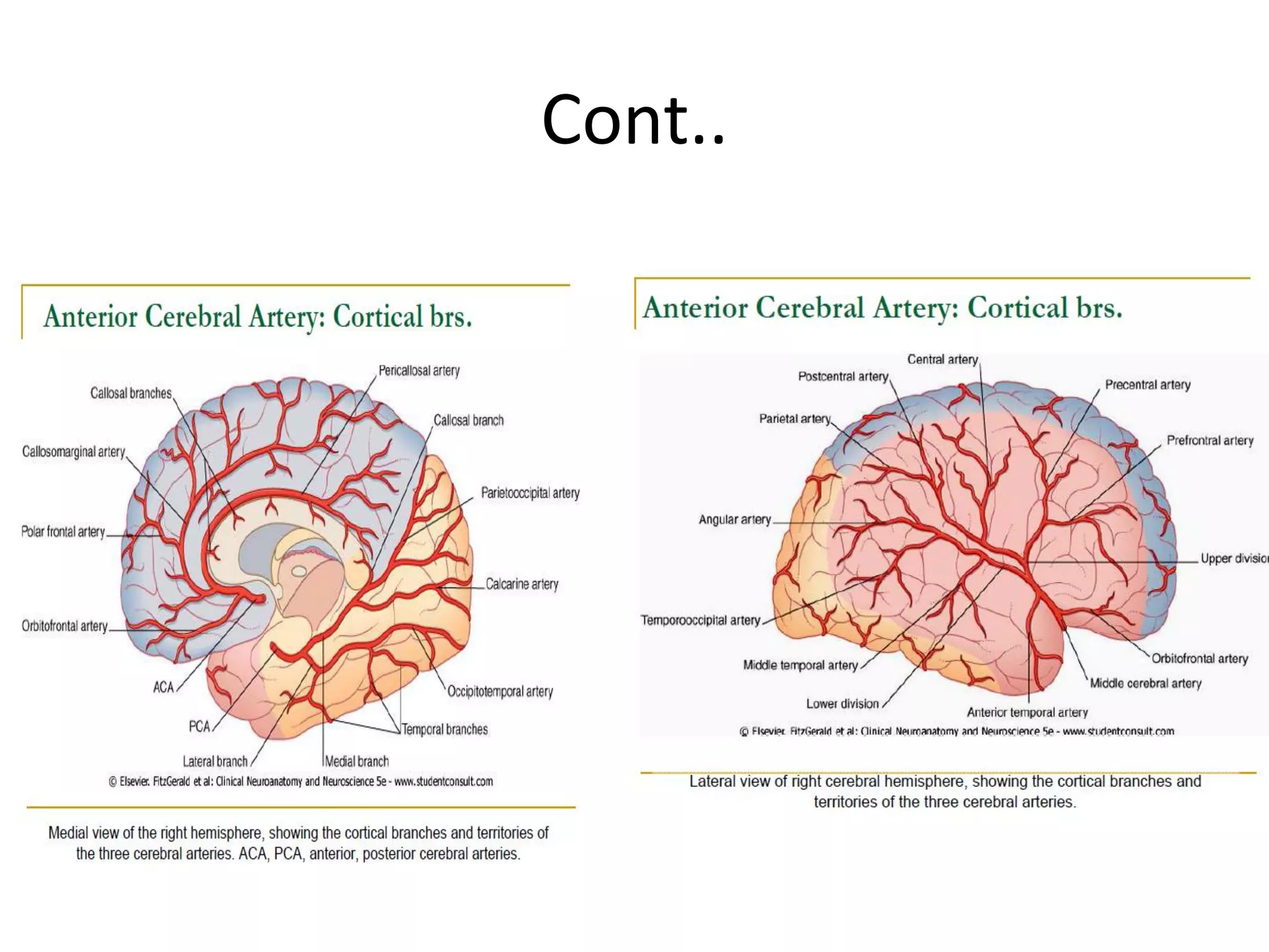 Blood supply of the brain & spinal cord by dr sarwar | PDF