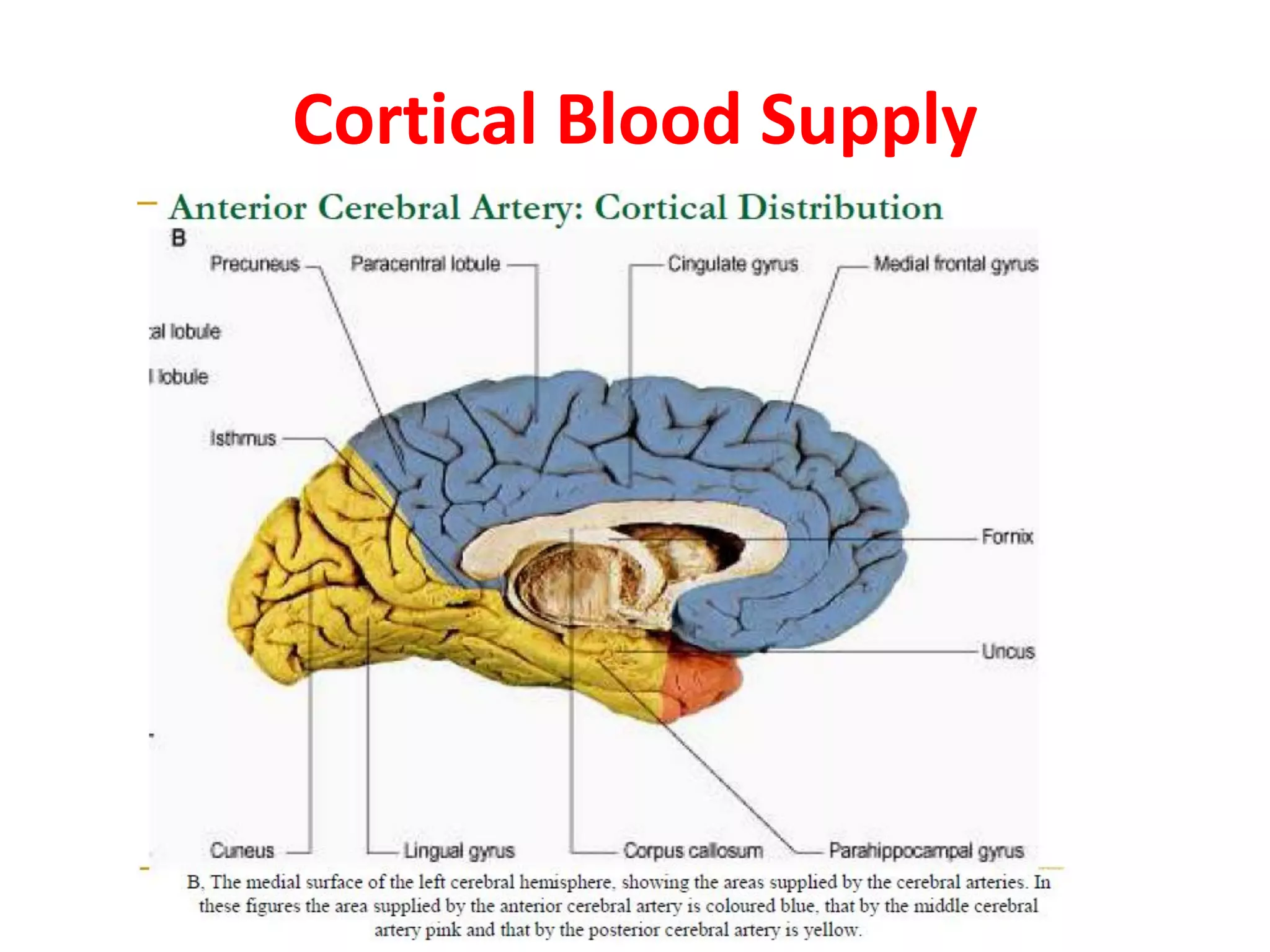 Blood supply of the brain & spinal cord by dr sarwar | PDF