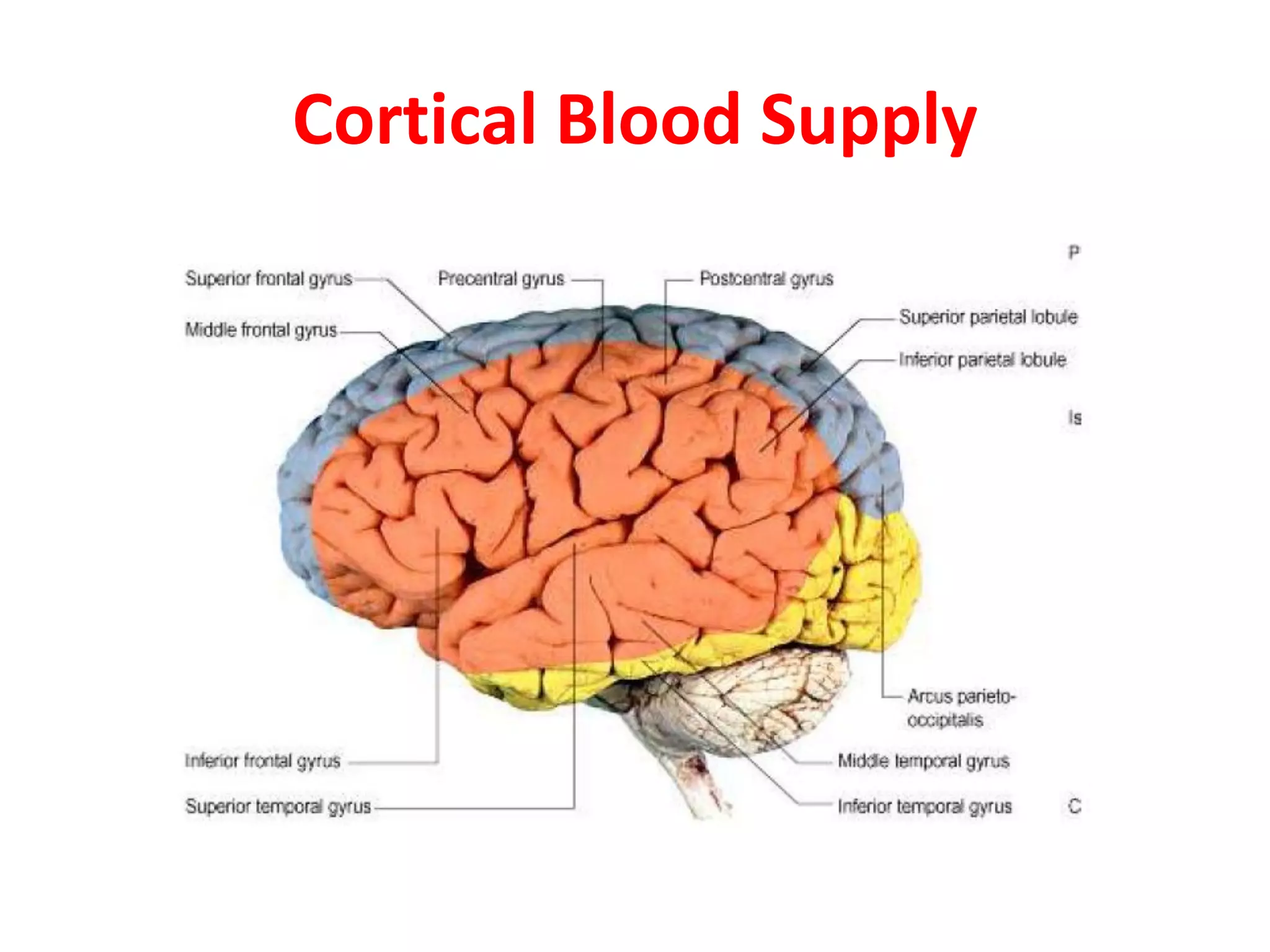 Blood supply of the brain & spinal cord by dr sarwar | PDF