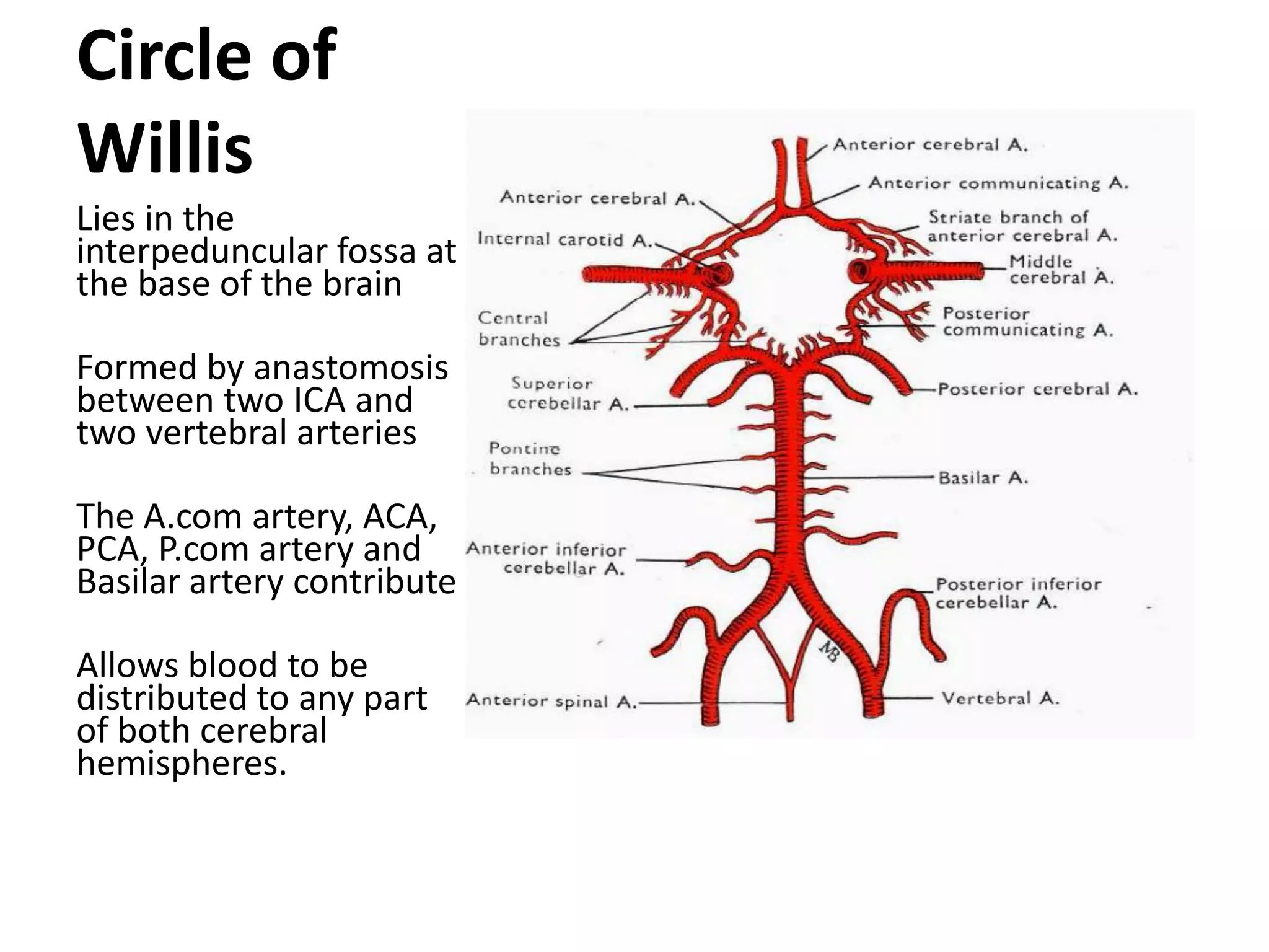 Blood supply of the brain & spinal cord by dr sarwar | PDF
