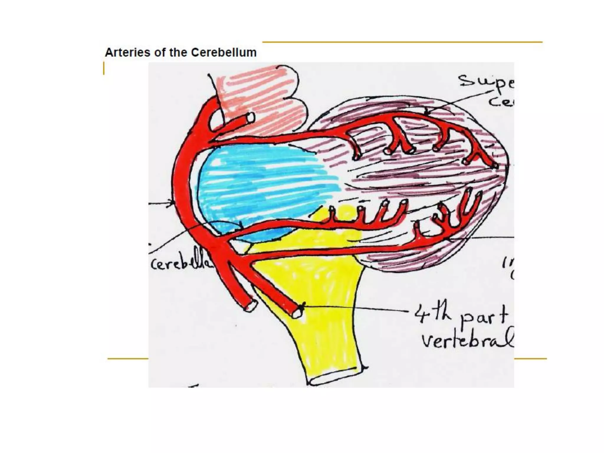 Blood supply of the brain & spinal cord by dr sarwar | PDF