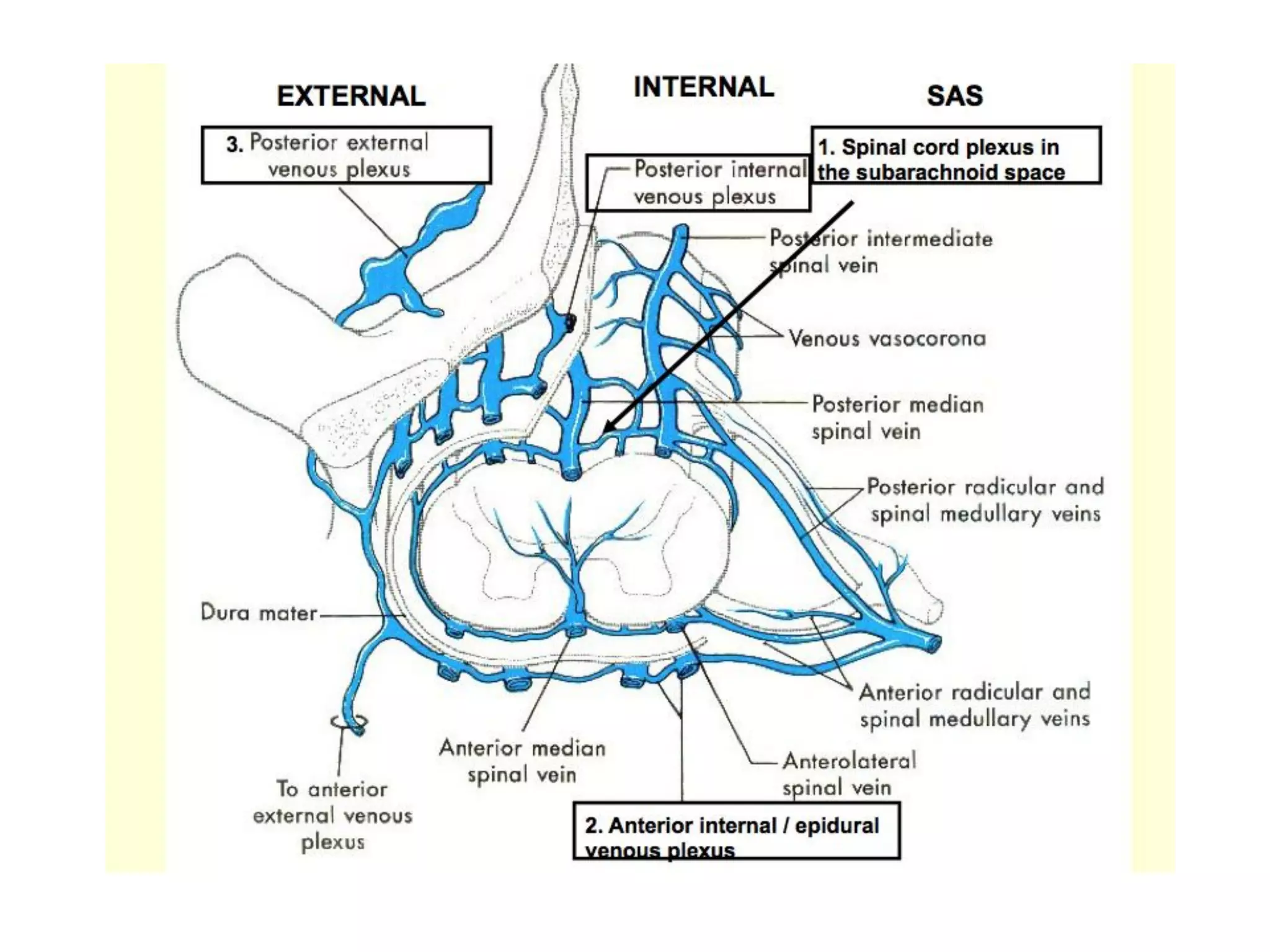 Blood supply of the brain & spinal cord by dr sarwar | PDF